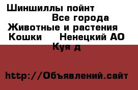 Шиншиллы пойнт ns1133,ny1133. - Все города Животные и растения » Кошки   . Ненецкий АО,Куя д.